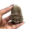 Trilobite de Marruecos - 3