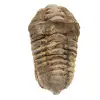 Trilobite crudo de Marruecos - 0