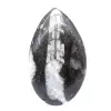 Ortoceras pulidas - 1