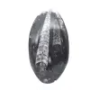 Fósil de ortoceras - 1