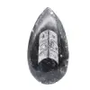 Ortoceras - 1