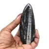 Fósil de ortoceras pulido - 0