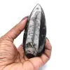 Ortoceras pulidas - 0