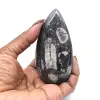 Fósil de Orthoceras Marruecos - 0