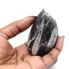 Ortoceras de Marruecos - 0