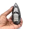 Ortoceras - 0