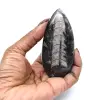 Ortoceras pulidas - 0