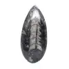 Ortoceras pulidas - 1