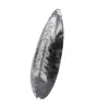 Ortoceras pulidas - 2