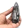 Fósil de Orthoceras Marruecos - 0