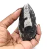Fósil de Orthoceras hallado en Marruecos - 0