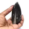 Fósil de Orthoceras hallado en Marruecos - 0