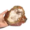 Trozo de madera fosilizada de Madagascar - 0