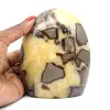 Septaria ornamental de Madagascar - 0