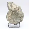 Amonita Douvilleiceras inaequinodum - 1