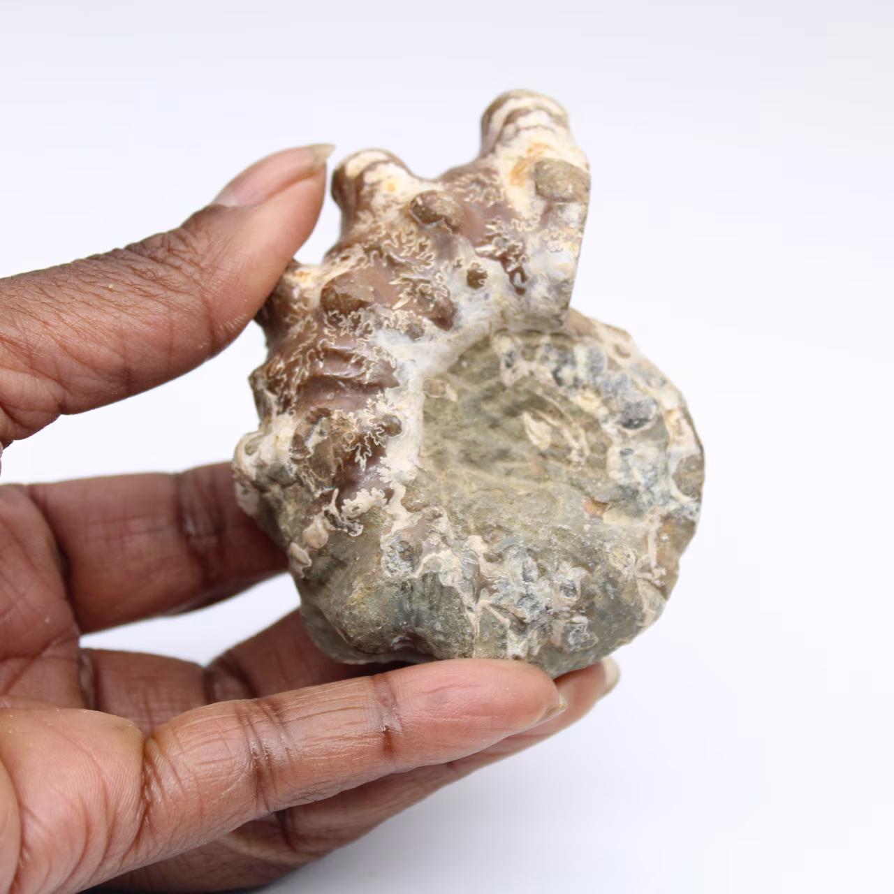 Amonita Douvilleiceras inaequinodum
