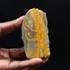 Pequeño abejorro jaspeado de Indonesia - 1