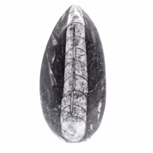 Ortoceras fósiles de Marruecos
