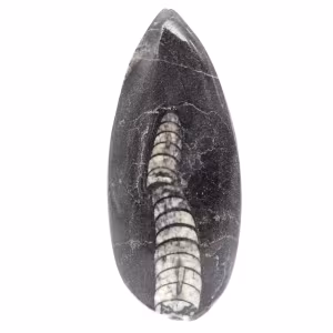Ortoceras fósiles