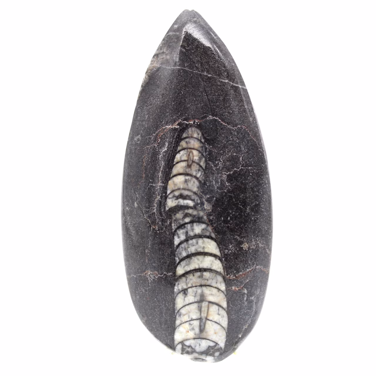 Ortoceras fósiles