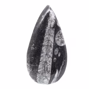 Ortoceras fósiles