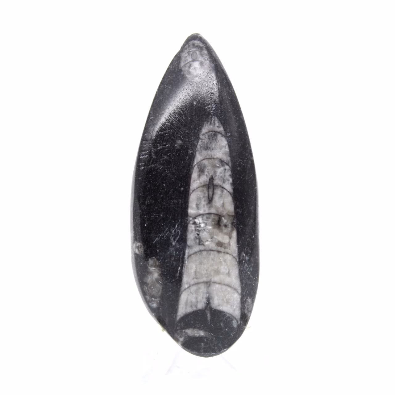 Ortoceras fósiles