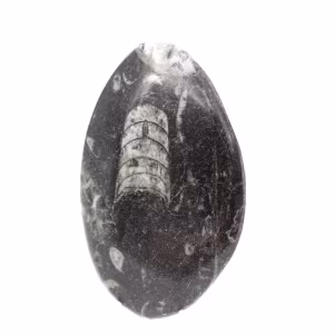 Ortoceras fósiles de Marruecos