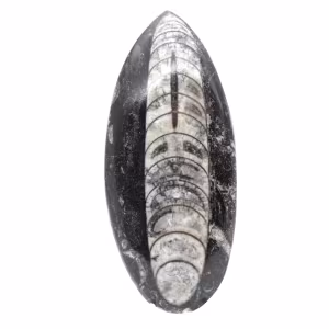 Ortoceras fósiles de Marruecos