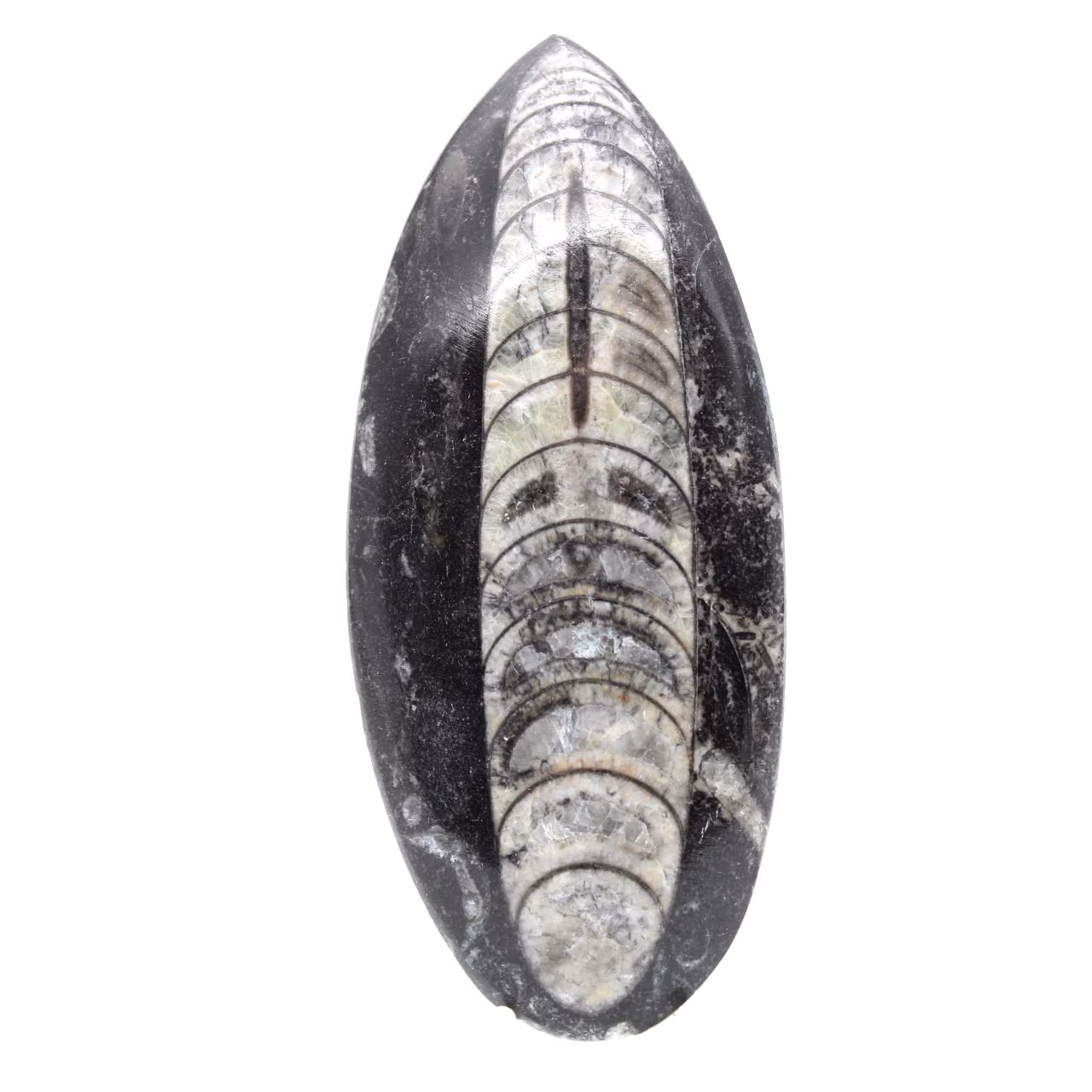 Ortoceras fósiles de Marruecos