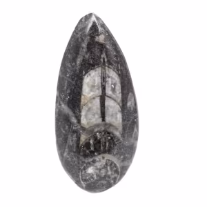 Ortoceras fósiles
