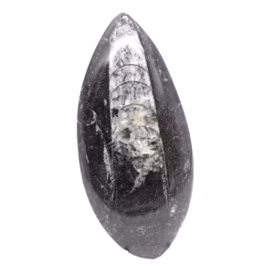 Ortoceras fósiles de Marruecos