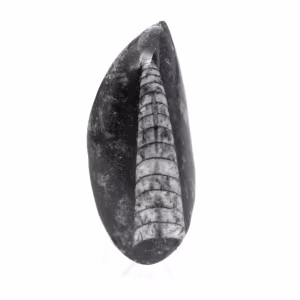 Ortoceras fósiles