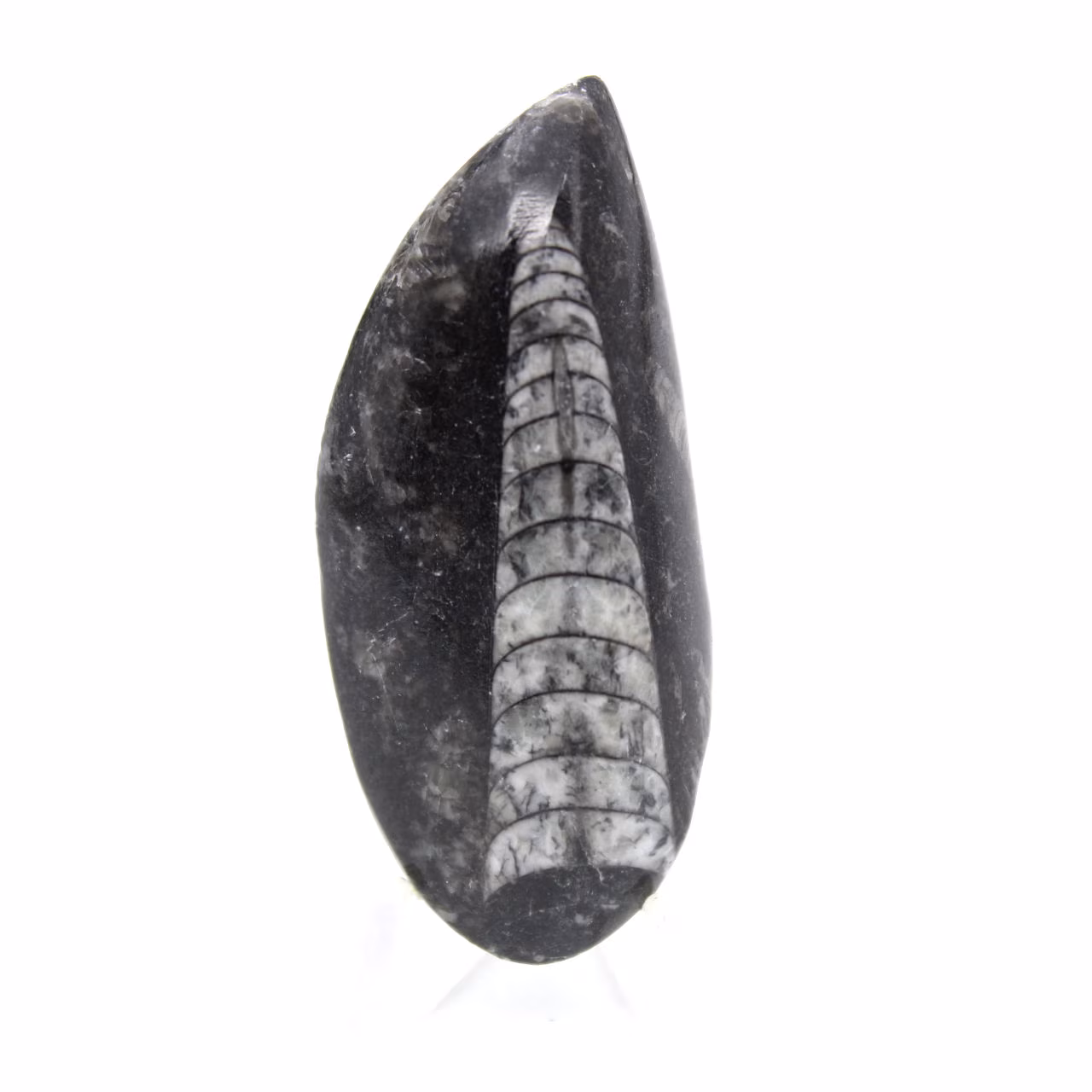 Ortoceras fósiles