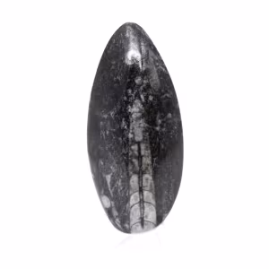 Ortoceras fósiles