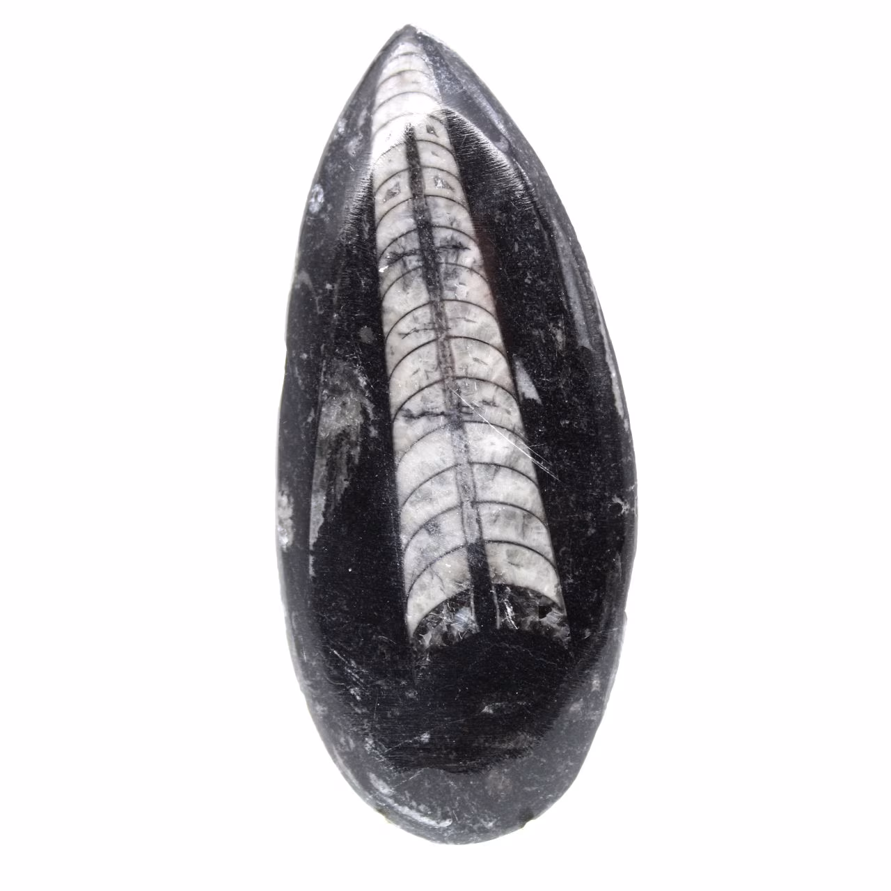 Ortoceras fósiles de Marruecos