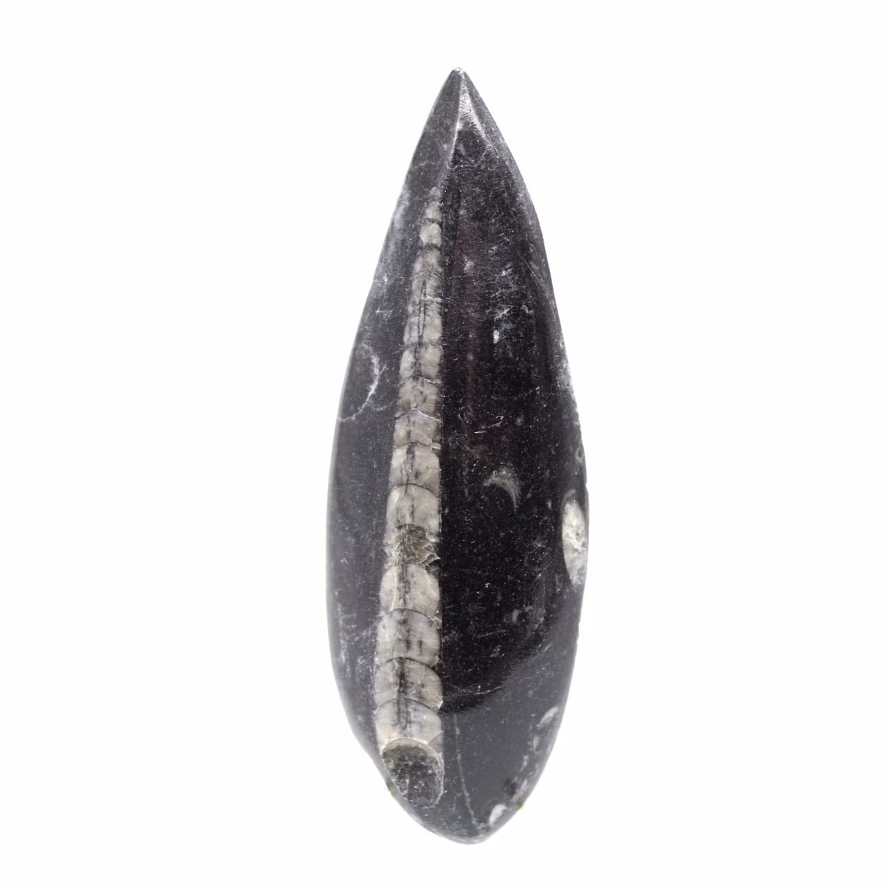 Ortoceras fósiles