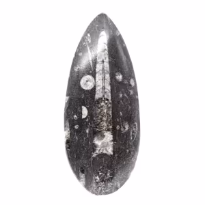 Ortoceras fósiles