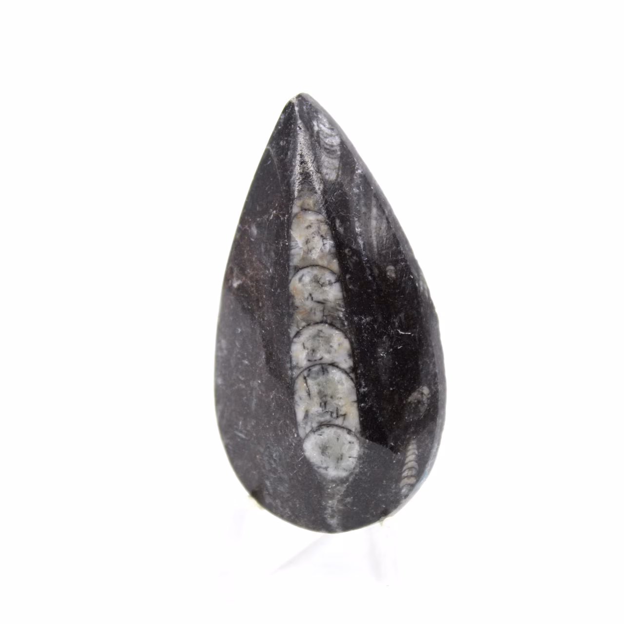 Ortoceras fósiles
