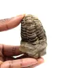 Trilobite fósil - 0