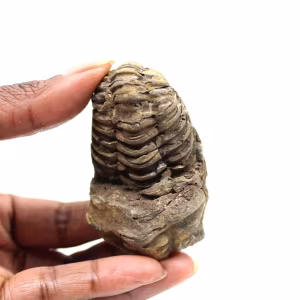 Trilobite fósil
