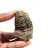 Trilobite fósil