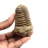 Trilobite fósil - 0
