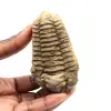 Trilobite fósil - 0