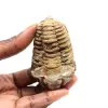 Trilobite fósil - 0