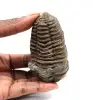 Trilobite fósil - 0