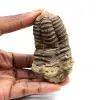 Trilobite fósil - 0
