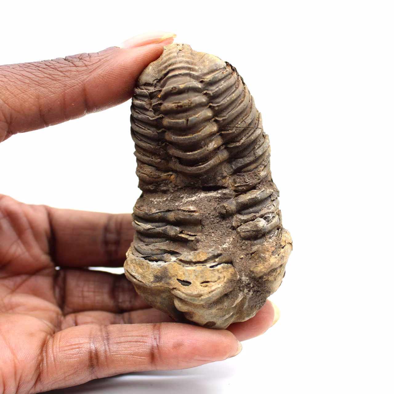 Trilobite fósil