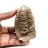 Trilobite fósil