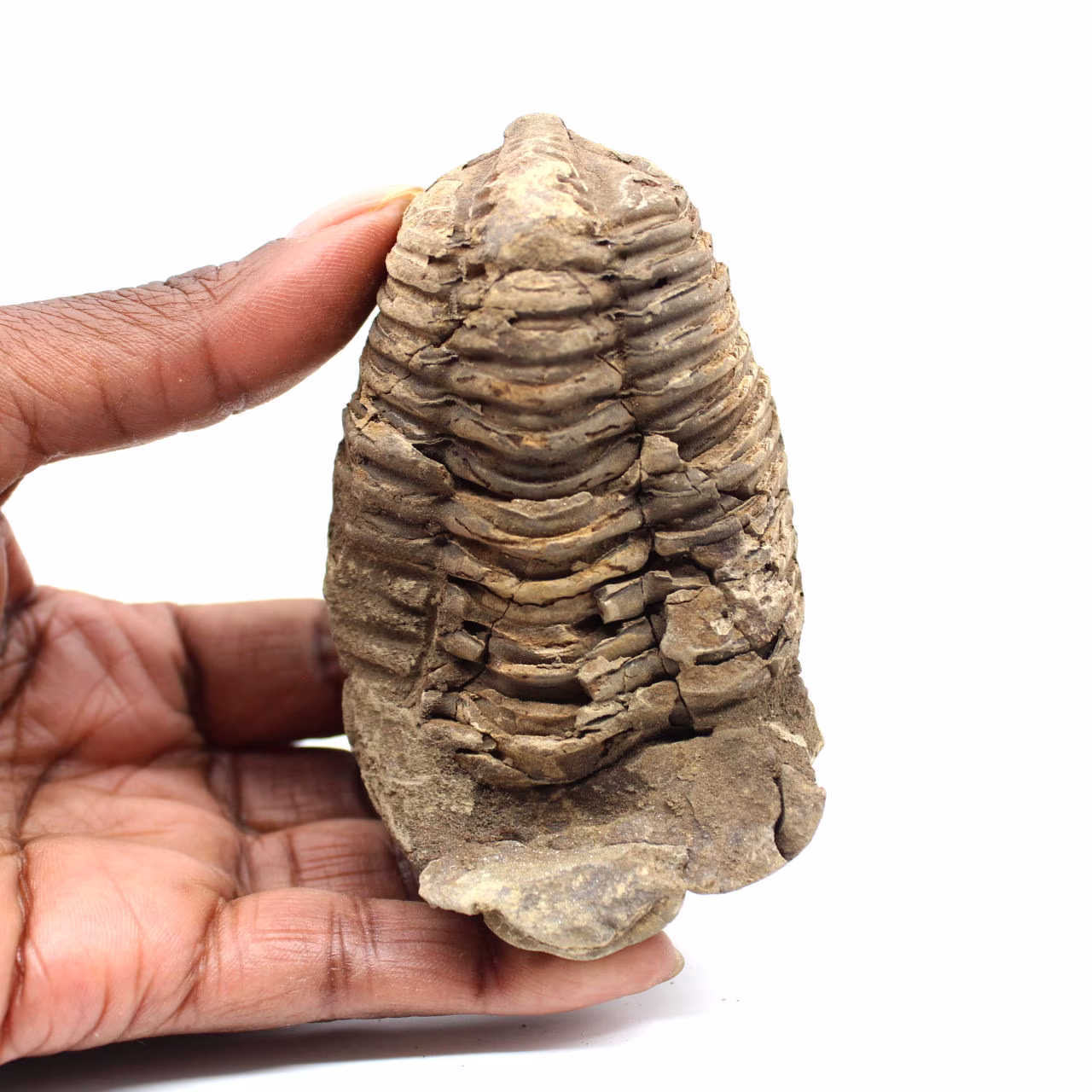 Trilobite fósil