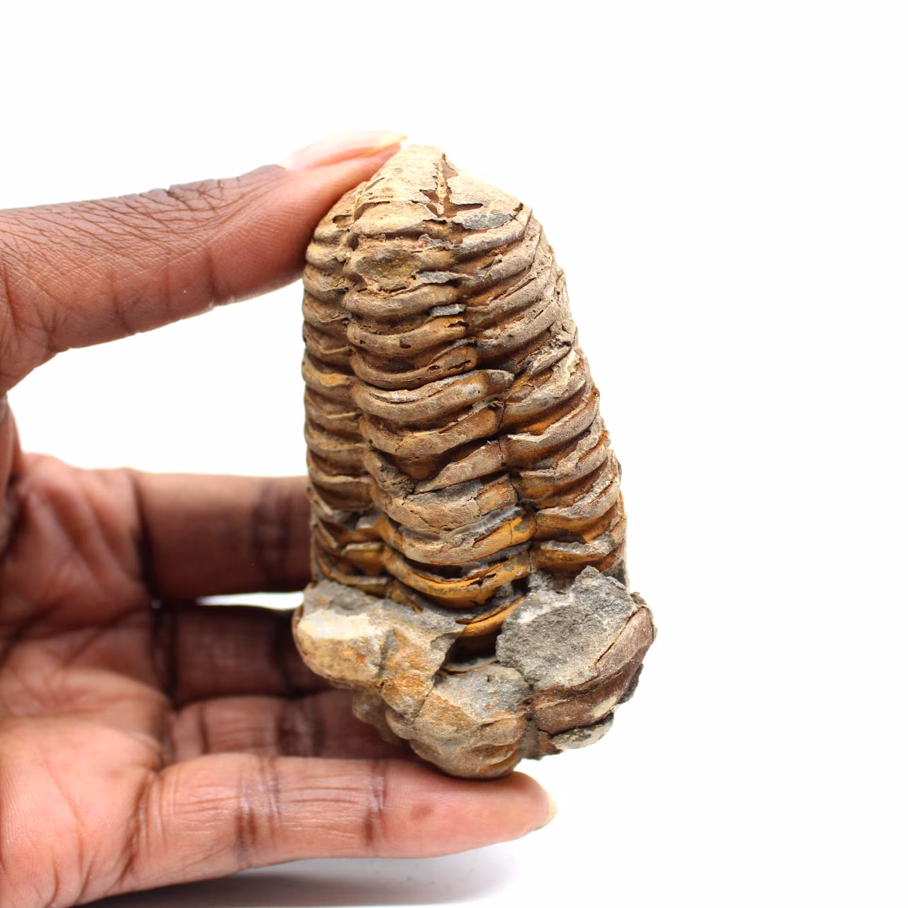 Trilobite fósil